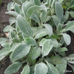 Bio Woll-Ziest 'Silver Carpet' Rosa-violett, Topf-Ø 11 Cm, 3er-Set -Günstiges Saat Zeit Geschäft 0310106060 Stachys byzantina Silver Carpet Copyright 46510