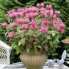 Bio Indianernessel 'Pink Lace' Pink, Topf-Ø 11 Cm, 3er-Set -Günstiges Saat Zeit Geschäft 0310106267 Monarda Pink Lace Koelles Beste 11cm Topf leuchtend rosa 4886
