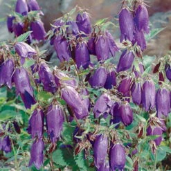 Ausgewählte Produkte 5 Bio Campanula Punctata 'Kent Belle' Violett, Topf-Ø 11 Cm, 3er-Set
