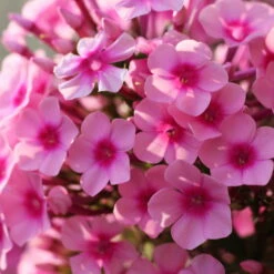 Bio Flammenblume 'Adessa® Rose Eye' Rosa, Topf-Ø 11 Cm, 3er-Set -Günstiges Saat Zeit Geschäft 0310106928 Phlox Adessa Rose Eye Koelle 11cm Topf1 67677