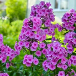 Bio Flammenblume 'Adessa® Rose Eye' Rosa, Topf-Ø 11 Cm, 3er-Set -Günstiges Saat Zeit Geschäft 0310106928 Phlox Adessa Rose Eye Koelle 11cm Topf 67678