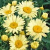 Bio Gelbe Margerite 'Banana Cream', Topf-Ø 11 Cm, 3er-Set -Günstiges Saat Zeit Geschäft 0310106932 Leucanthemum x sup. Banana Cream Koelle 11 cm Topf gelb 44407