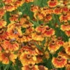 Bio Sonnenbraut 'Kokarde' Gelb-rot, Topf-Ø 11 Cm, 3er-Set -Günstiges Saat Zeit Geschäft 0310107409 Helenium Kokarde 46342