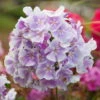 Bio Flammenblume 'Franz Schubert' Hellviolett, Topf-Ø 11 Cm, 3er-Set -Günstiges Saat Zeit Geschäft 0310107611 Phlox paniculata Franz Schubert Koelle 11cm Topf hellviolett 70215