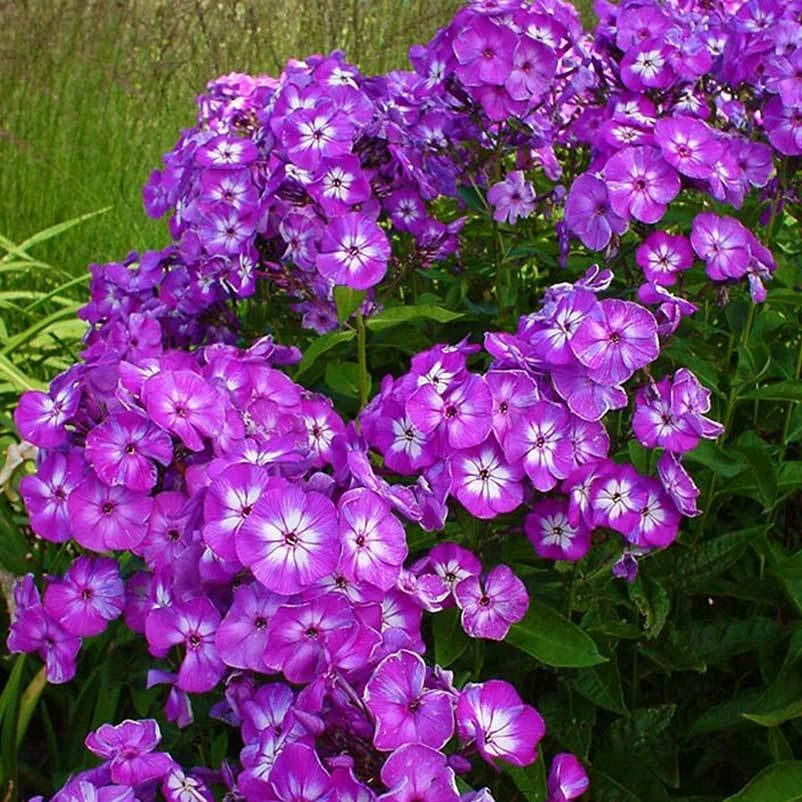 Bio Flammenblume 'Uspech' Violett, Topf-Ø 11 Cm, 3er-Set 3 Bio Flammenblume 'Uspech' Violett, Topf-Ø 11 Cm, 3er-Set