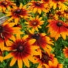 Bio Sonnenhut 'Prairie Glow' Gelb-rot, Topf-Ø 11 Cm, 3er-Set -Günstiges Saat Zeit Geschäft 0310107615 Rudbeckia triloba Prairie Glow Koelle 11cm Topf gelb rot 75686