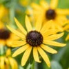 Bio Sonnenhut 'Little Goldstar' Gelb, Topf-Ø 11 Cm, 3er-Set -Günstiges Saat Zeit Geschäft 0310107649 Rudbeckia fulgida Little Goldstar 2 75689