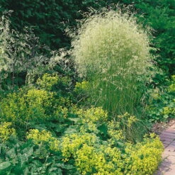 Bio Rasen-Schmiele, Topf-Ø 11 Cm, 3er-Set -Günstiges Saat Zeit Geschäft 0310300023 Deschampsia caespitosa Koelles Beste 9 11er Topf rot 4893