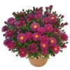 Kissenaster 'Rubin' Pink, Topf-Ø 12 Cm, 3er-Set -Günstiges Saat Zeit Geschäft 0310500475 1491 aster dumosus rubin purpurrot 68427