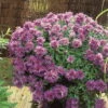 Bio Raublatt-Aster 'Purple Dome' Violett, Topf-Ø 12 Cm, 3er-Set 2 Bio Raublatt-Aster 'Purple Dome' Violett, Topf-Ø 12 Cm, 3er-Set -Günstiges Saat Zeit Geschäft 0310500548 Aster novae angliae Purple Dom Koelles Beste 12er Topf tiefviolettblau o 4806