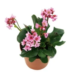 Bio Bergenie 'Rosenkristall' Rosa, Top-Ø 12 Cm, 3er-Set 11 Bio Bergenie 'Rosenkristall' Rosa, Top-Ø 12 Cm, 3er-Set -Günstiges Saat Zeit Geschäft 0310500981 Bergenia Rosenkristall Bluete 46346