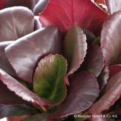 Bio Bergenie 'Eroica' Violettrot, Topf-Ø 12 Cm, 3er-Set 9 Bio Bergenie 'Eroica' Violettrot, Topf-Ø 12 Cm, 3er-Set -Günstiges Saat Zeit Geschäft 0310500982 Bergenia Eroica Blatt Copyright 46356