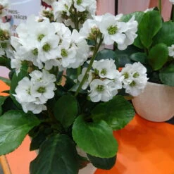 Bio Bergenie 'Schneekristall' Weiß, Topf-Ø 12 Cm, 3er-Set -Günstiges Saat Zeit Geschäft 0310501005 Bergenia cord Schneekristall Koelle 12cm Topf reinweiss 71867