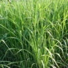 Bio Riesen-Chinaschilf, Topf 5 Liter 2 Bio Riesen-Chinaschilf, Topf 5 Liter -Günstiges Saat Zeit Geschäft 0310600462 Miscanthus sin Giganteus Koelle Bio C 5L 1 95735