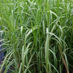 Bio Riesen-Chinaschilf, Topf 5 Liter 10 Bio Riesen-Chinaschilf, Topf 5 Liter -Günstiges Saat Zeit Geschäft 0310600462 Miscanthus sin Giganteus Koelle Bio C 5L 3 95736