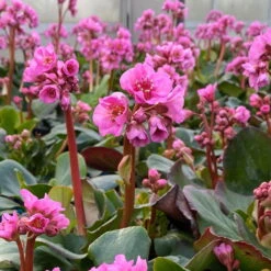 Bio Bergenie 'Rosenkristall' Rosa, Top-Ø 12 Cm, 3er-Set 13 Bio Bergenie 'Rosenkristall' Rosa, Top-Ø 12 Cm, 3er-Set -Günstiges Saat Zeit Geschäft 0319100240 bergenia cord. rosenkristall 6 121725