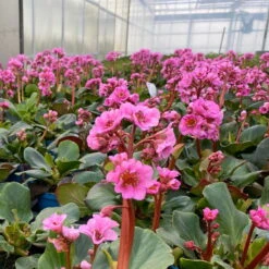 Bio Bergenie 'Rosenkristall' Rosa, Top-Ø 12 Cm, 3er-Set 12 Bio Bergenie 'Rosenkristall' Rosa, Top-Ø 12 Cm, 3er-Set -Günstiges Saat Zeit Geschäft 0319100240 bergenia cord. rosenkristall 7 121724