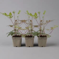 Bio Prachtspiere Rot, Topf-Ø 11 Cm, 3er-Set -Günstiges Saat Zeit Geschäft 0319100263 astilbe arendsii rot 1 125667