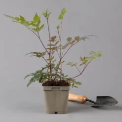 Bio Prachtspiere Rot, Topf-Ø 11 Cm, 3er-Set -Günstiges Saat Zeit Geschäft 0319100263 astilbe arendsii rot 125668