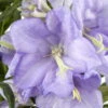 Bio Pfirsichblättrige Glockenblume Blau, Topf-Ø 11 Cm, 3er-Set -Günstiges Saat Zeit Geschäft 0319100278 Campanula persicifolia blau 83080