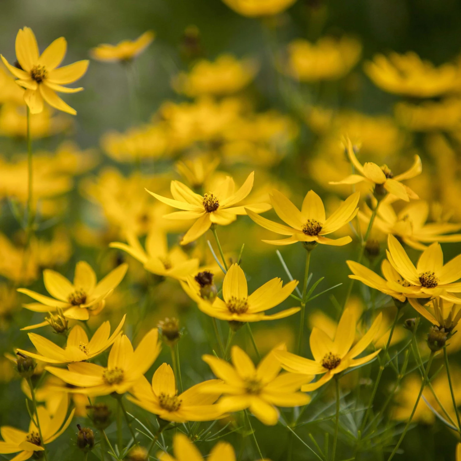 Bio Mädchenauge 'Zagreb' Goldgelb, Topf-Ø 11 Cm, 3er-Set 3 Bio Mädchenauge 'Zagreb' Goldgelb, Topf-Ø 11 Cm, 3er-Set