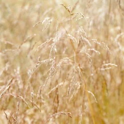 Bio Rasen-Schmiele, Topf-Ø 11 Cm, 3er-Set -Günstiges Saat Zeit Geschäft 0319100300 Deschampsia cespitosa 83083