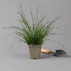 Bio Rasen-Schmiele, Topf-Ø 11 Cm, 3er-Set -Günstiges Saat Zeit Geschäft 0319100300 deschampsia cespitosa2 125686