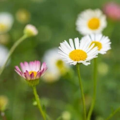 Bio Spanisches Gänseblümchen 'Blütenmeer' Weiß, Topf-Ø 11 Cm, 3er-Set -Günstiges Saat Zeit Geschäft 0319100311 Erigeron karvinsk Bluetenmeer 2 125716