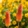 Bio Fackellilie Orange-rot, Topf-Ø 11 Cm, 3er-Set 1 Bio Fackellilie Orange-rot, Topf-Ø 11 Cm, 3er-Set -Günstiges Saat Zeit Geschäft 0319100351 Kniphofia uvaria orange 83089