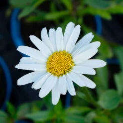 Günstiges Saat Zeit Geschäft -Günstiges Saat Zeit Geschäft 0319100354 Leucanthemum maximum Polaris 3er Set 3 113882