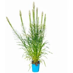 Bio Prachtscharte Weiß, Topf-Ø 11 Cm, 3er-Set -Günstiges Saat Zeit Geschäft 0319100357 Liatris spicata weiss 3er Set 6 113965