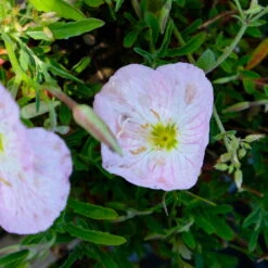 Bio Nachtkerze 'Siskiyou Pink' Rosa, Topf-Ø 11 Cm, 3er-Set -Günstiges Saat Zeit Geschäft 0319100368 Navhtkerze Oenothera speciosa Siskiyou Pink 3 112334