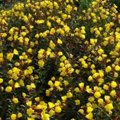 Bio Nachtkerze Goldgelb, Topf-Ø 11 Cm, 3er-Set 11 Bio Nachtkerze Goldgelb, Topf-Ø 11 Cm, 3er-Set -Günstiges Saat Zeit Geschäft 0319100369 Oenothera tetragona 2 125710