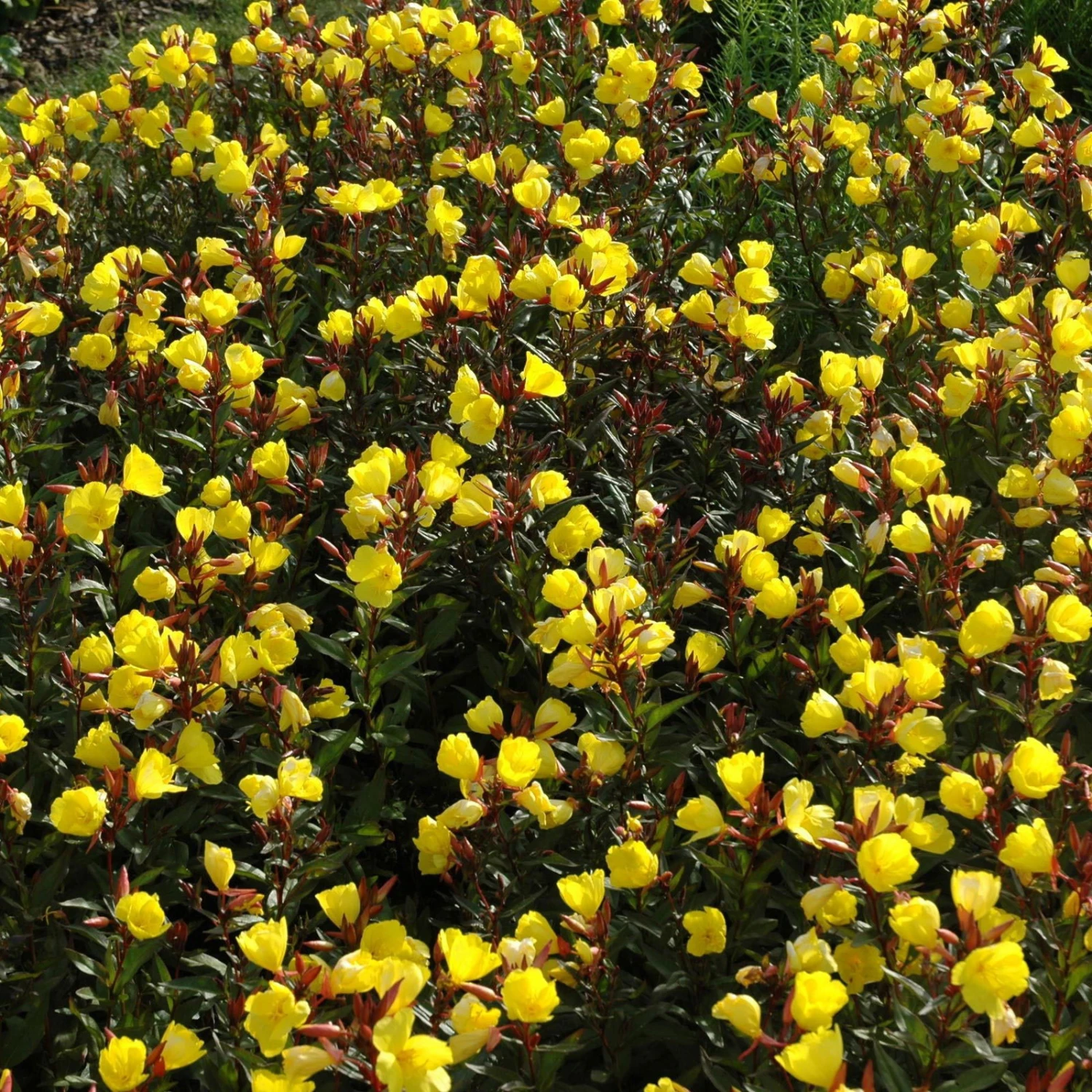 Bio Nachtkerze Goldgelb, Topf-Ø 11 Cm, 3er-Set 5 Bio Nachtkerze Goldgelb, Topf-Ø 11 Cm, 3er-Set – Bild 3