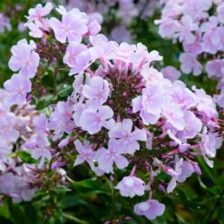 Bio Flammenblume 'Franz Schubert' Hellviolett, Topf-Ø 11 Cm, 3er-Set -Günstiges Saat Zeit Geschäft 0319100378 Phlox paniculata Franz Schubert 3er Set 3 113853