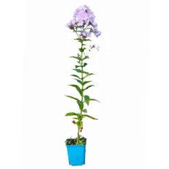 Bio Flammenblume 'Franz Schubert' Hellviolett, Topf-Ø 11 Cm, 3er-Set -Günstiges Saat Zeit Geschäft 0319100378 Phlox paniculata Franz Schubert 3er Set 6 113938