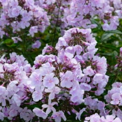 Bio Flammenblume 'Franz Schubert' Hellviolett, Topf-Ø 11 Cm, 3er-Set -Günstiges Saat Zeit Geschäft 0319100378 Phlox paniculata Franz Schubert 3er Set 7 113855