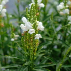 Bio Gelenkblume Weiß, TopfØ 11 Cm, 3er-Set -Günstiges Saat Zeit Geschäft 0319100391 Physostegia virginiana weiss 3er Set 3 113916