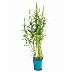 Bio Gelenkblume Weiß, TopfØ 11 Cm, 3er-Set -Günstiges Saat Zeit Geschäft 0319100391 Physostegia virginiana weiss 3er Set 5 113967