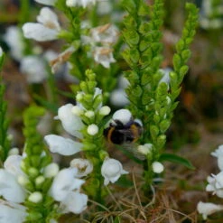 Bio Gelenkblume Weiß, TopfØ 11 Cm, 3er-Set -Günstiges Saat Zeit Geschäft 0319100391 Physostegia virginiana weiss 3er Set 6 113917