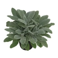 Bio Woll-Ziest 'Silver Carpet' Rosa-violett, Topf-Ø 11 Cm, 3er-Set -Günstiges Saat Zeit Geschäft 0319100408 Stachys byzantina Silver Carpet 1 125720