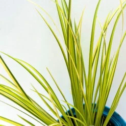 Kalmus 'Ogon' Grün-gelb, Topf-Ø 12 Cm, 3er-Set -Günstiges Saat Zeit Geschäft 0319100458 acorus ogon 4 125002