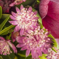 Bio Sterndolde 'Rubra' Pink/rosa, Topf-Ø 11 Cm, 3er-Set -Günstiges Saat Zeit Geschäft 0319100477 Astrantia major Rubra 3er Set 2 110646