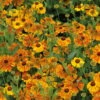 Bio Sonnenbraut 'Waltraut' Orange-gelb, Topf-Ø 11 Cm, 3er-Set -Günstiges Saat Zeit Geschäft 0319100485 Helenium cult Waltraud 3er Set 107670