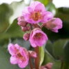Bio Bergenie 'Abendkristall' Rosa, Topf-Ø 12 Cm, 3er-Set -Günstiges Saat Zeit Geschäft 0319100500 Bergenia cord Abendkristall 3er Set 107938