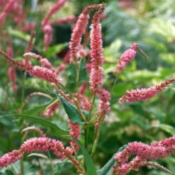 Bio Kerzen-Knöterich 'JS Caliente' Dunkelrot, Topf-Ø 11 Cm, 3er-Set -Günstiges Saat Zeit Geschäft 0319100501 Bistorta amplex JS Calliente 3er Set rot 1 110649