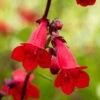 Bio Bartfaden 'Schönholzeri' Rot, Topf-Ø 11 Cm, 3er-Set -Günstiges Saat Zeit Geschäft 0319100513 Penstemon cult Schoenholzeri 3er Set 107943
