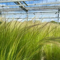 Bio Federgras, Topf-Ø 12 Cm, 3er-Set 14 Bio Federgras, Topf-Ø 12 Cm, 3er-Set -Günstiges Saat Zeit Geschäft 0319100517 Stipa tenuissima Ponytails 3er Set T12 20 122453