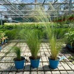 Bio Federgras, Topf-Ø 12 Cm, 3er-Set 16 Bio Federgras, Topf-Ø 12 Cm, 3er-Set -Günstiges Saat Zeit Geschäft 0319100517 Stipa tenuissima Ponytails 3er Set T12 4 122454