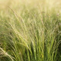 Bio Federgras, Topf-Ø 12 Cm, 3er-Set 17 Bio Federgras, Topf-Ø 12 Cm, 3er-Set -Günstiges Saat Zeit Geschäft 0319100517 Stipa tenuissima Ponytails 3er Set 2 107950